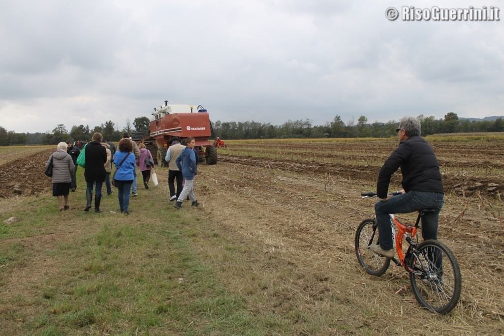 raccolta del riso dal vivo2