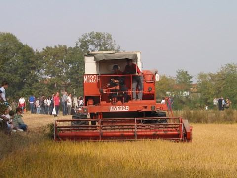 raccolta del riso dal vivo2